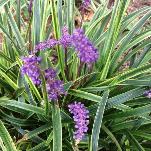 Variegated Liriope - Image 3