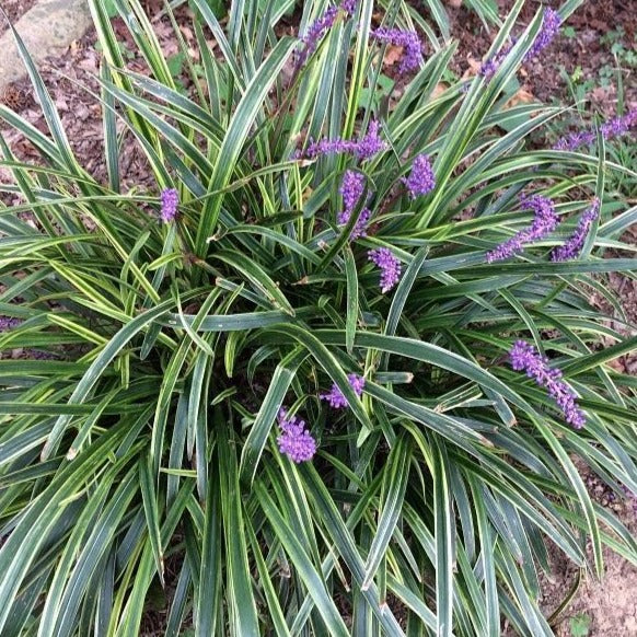 Variegated Liriope - Image 4