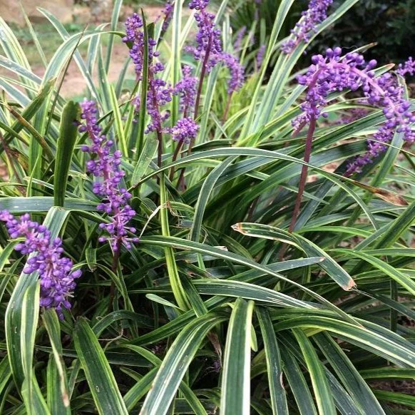 Variegated Liriope - Image 5