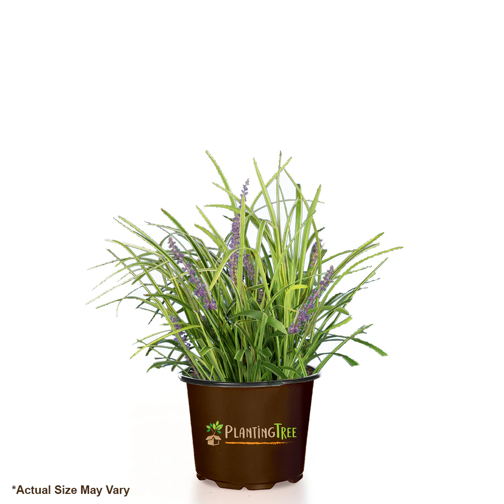 Variegated Liriope - Image 6