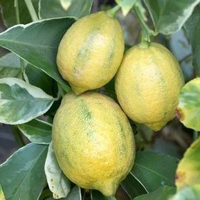 Variegated Eureka Lemon - Image 3