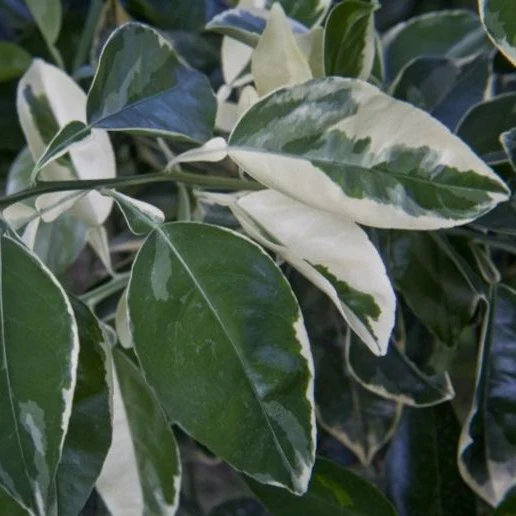 Variegated Eureka Lemon - Image 4