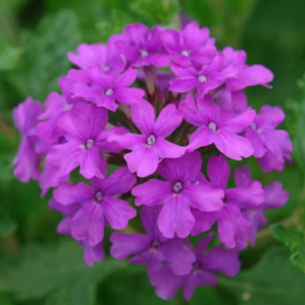 Verbena Homestead Purple - Image 2