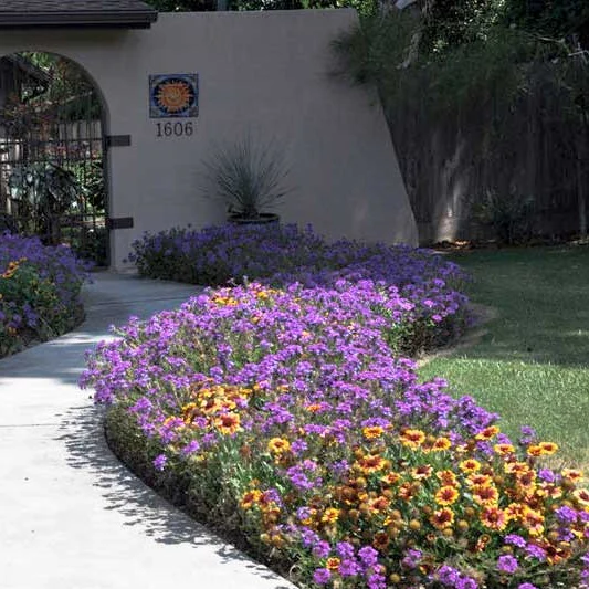 Verbena Homestead Purple - Image 3