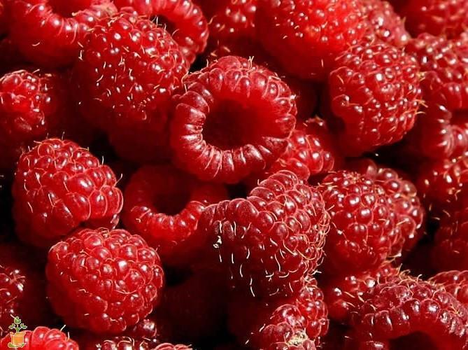Very Berry Fertilizer - Image 3
