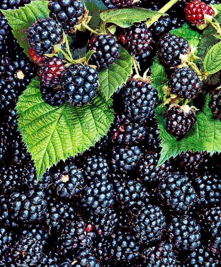 Very Berry Fertilizer - Image 4
