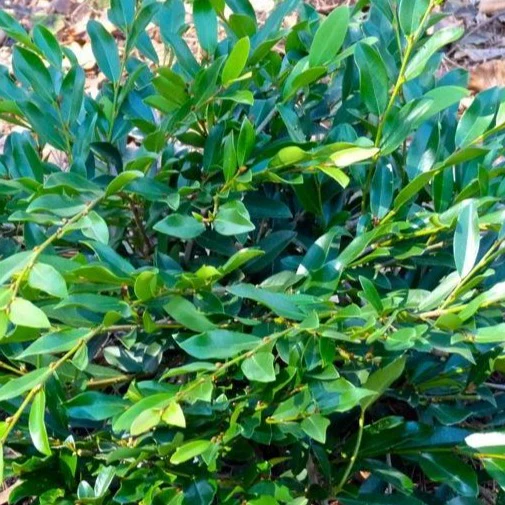 Vintage Jade Distylium - Image 4