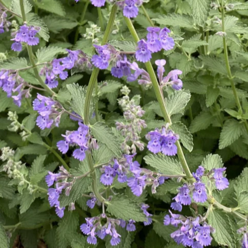 Walkers Low Catmint - Image 3