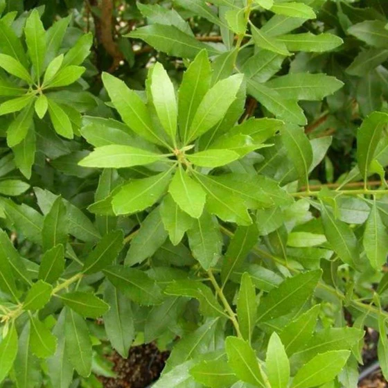 Wax Myrtle - Image 3