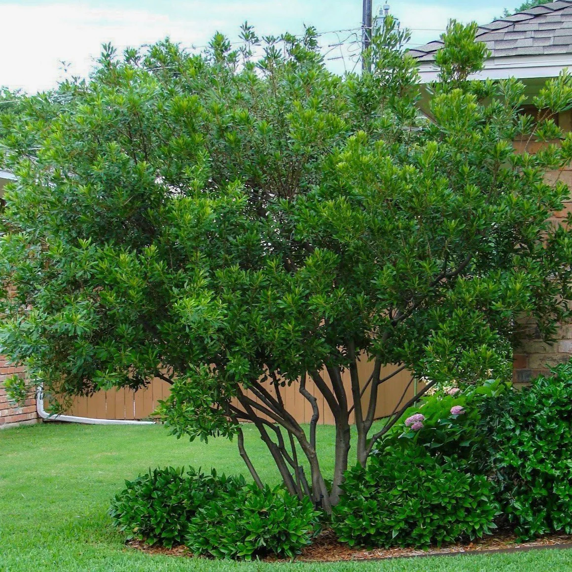 Wax Myrtle - Image 4