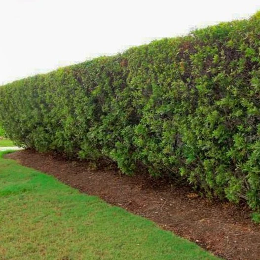Wax Myrtle - Image 5