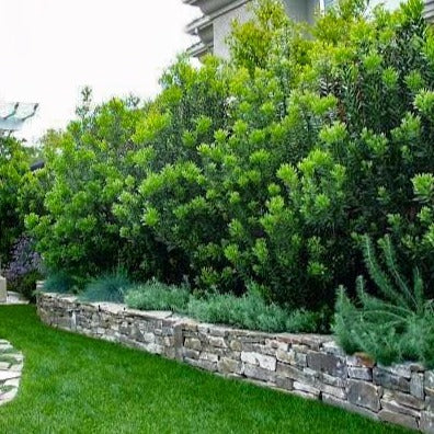 Wax Myrtle - Image 6