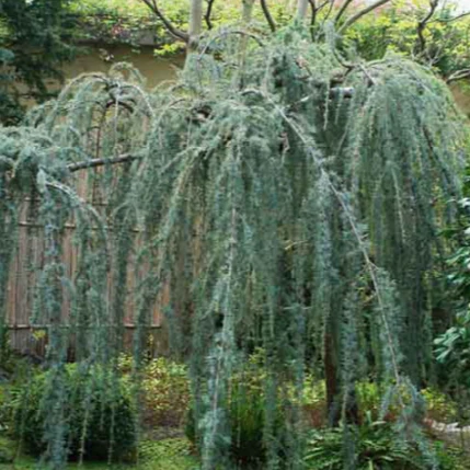 Weeping Blue Atlas Cedar Serpentine - Image 2