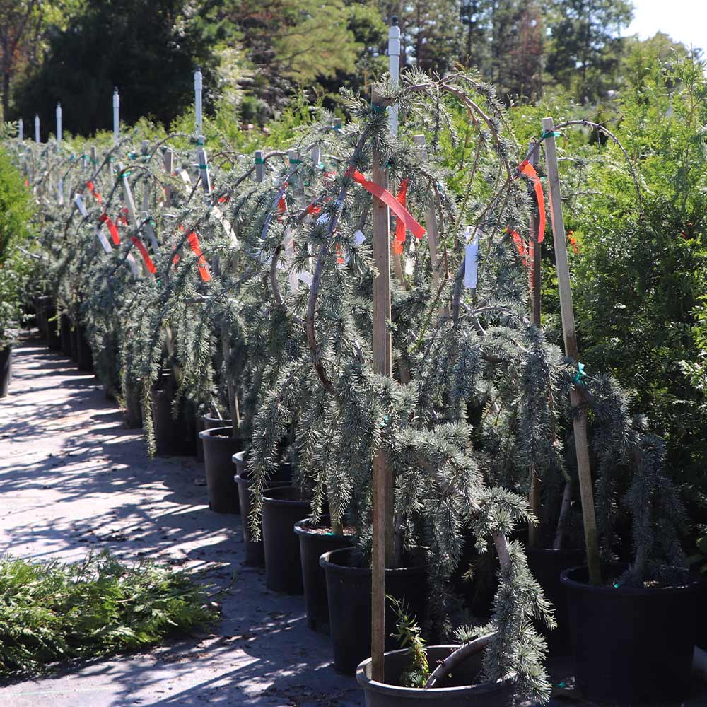 Weeping Blue Atlas Cedar Serpentine - Image 3