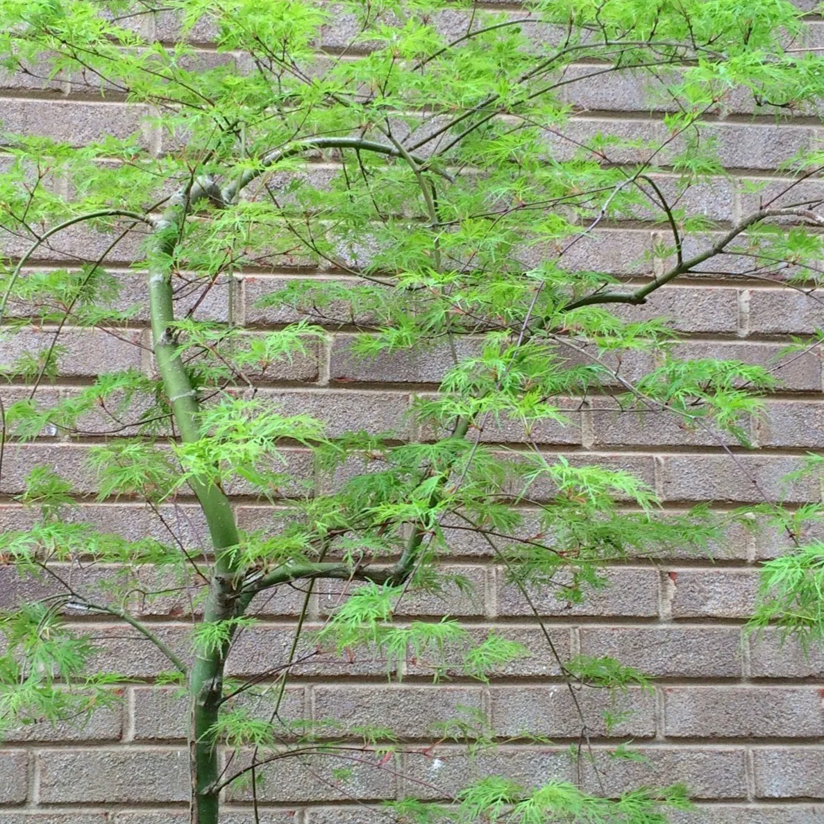 Weeping Viridis Japanese Maple - Image 3