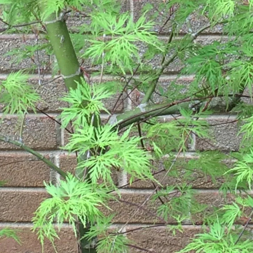 Weeping Viridis Japanese Maple - Image 4
