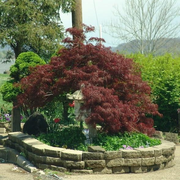 Tamukeyama Japanese Maple - Image 3