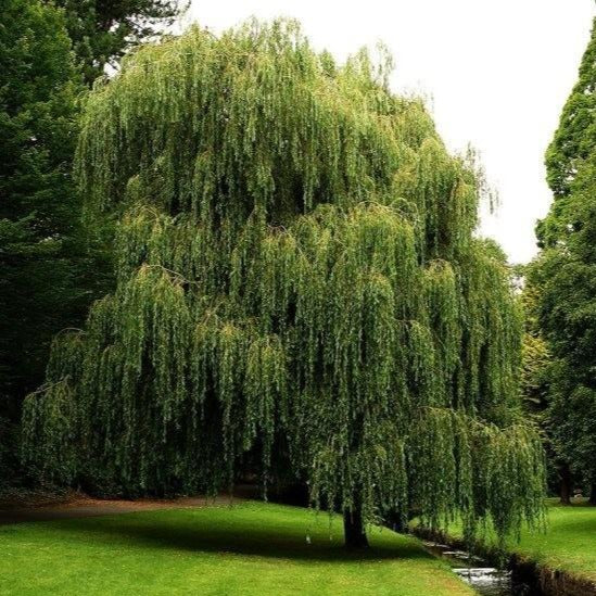 Weeping Willow Tree - Image 3