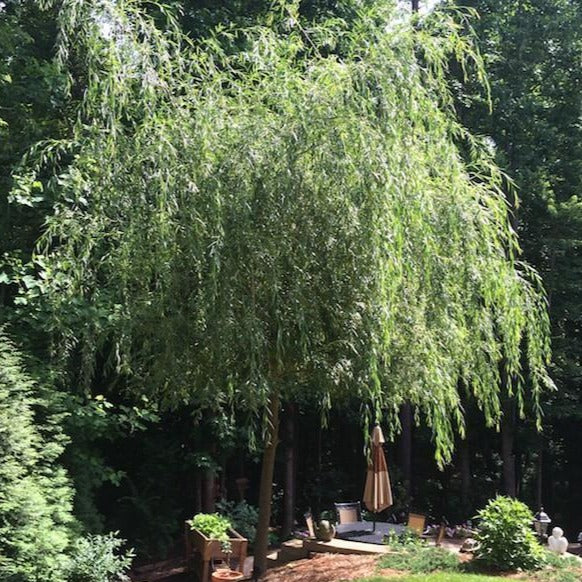 Weeping Willow Tree - Image 4
