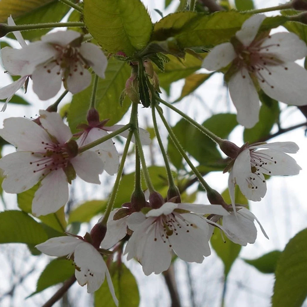 Weeping Yoshino Cherry Tree - Image 2