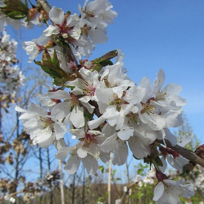 Weeping Yoshino Cherry Tree - Image 3