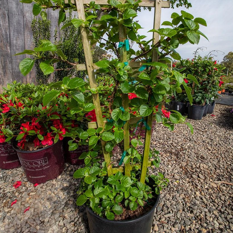 White Climbing Hydrangea Vine - Image 3