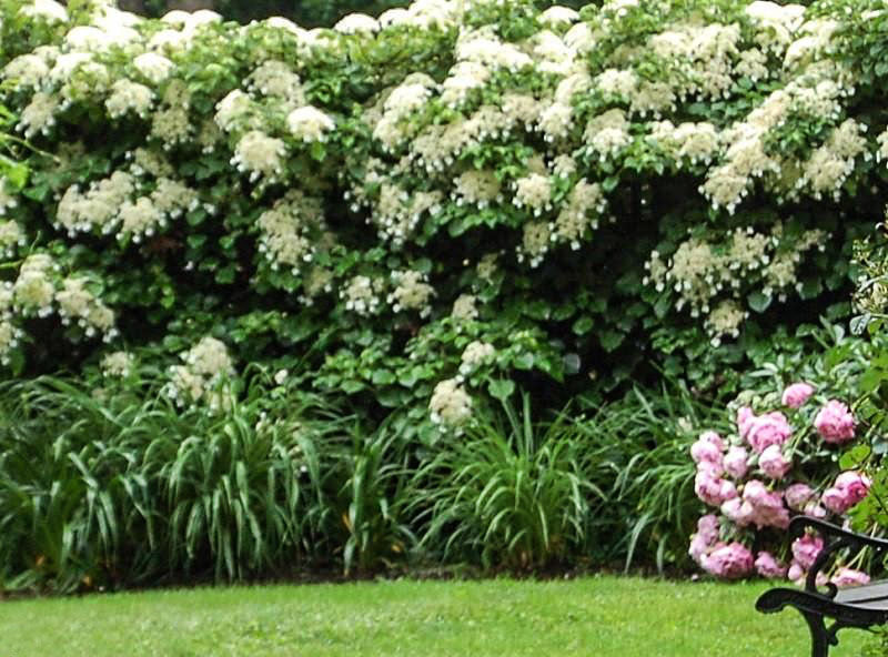 White Climbing Hydrangea Vine - Image 4