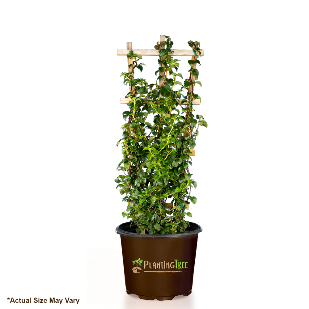 White Climbing Hydrangea Vine - Image 6