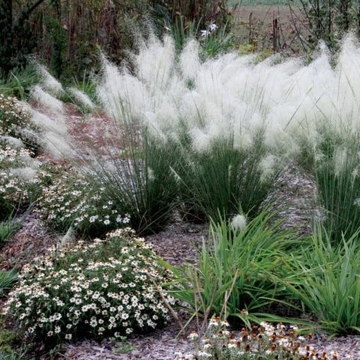 White Cloud Muhly Grass - Image 2