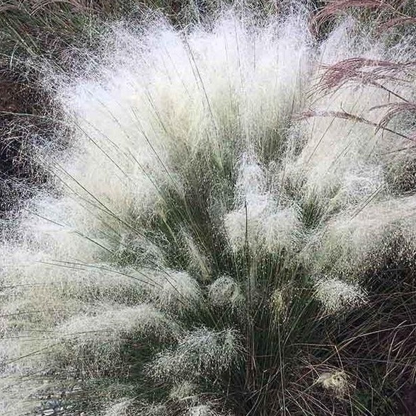 White Cloud Muhly Grass - Image 3