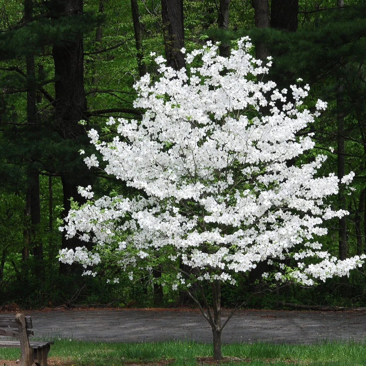 White Dogwood Tree - Image 3