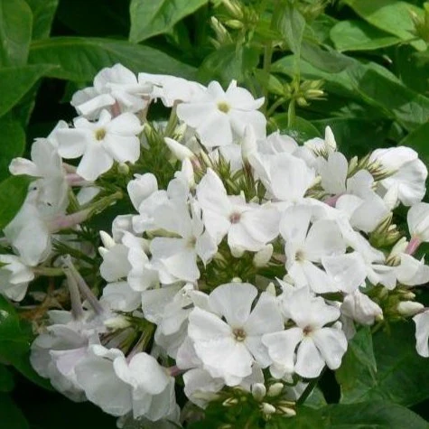 White Flame® Dwarf Garden Phlox - Image 3