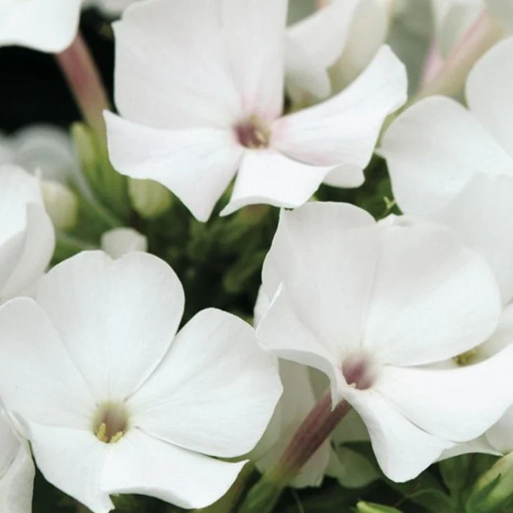 White Flame® Dwarf Garden Phlox - Image 4