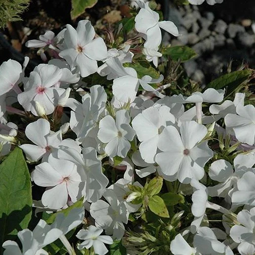 White Flame® Dwarf Garden Phlox - Image 5