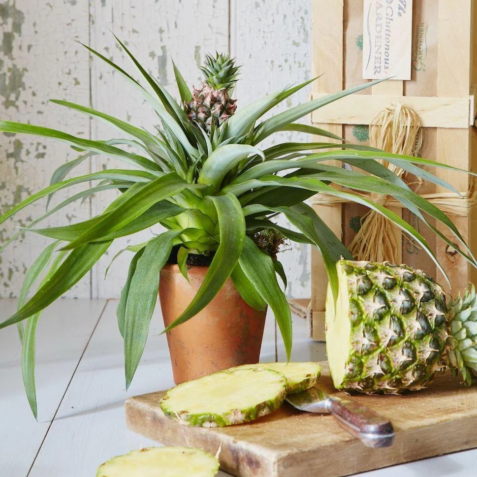 White Jade Pineapple