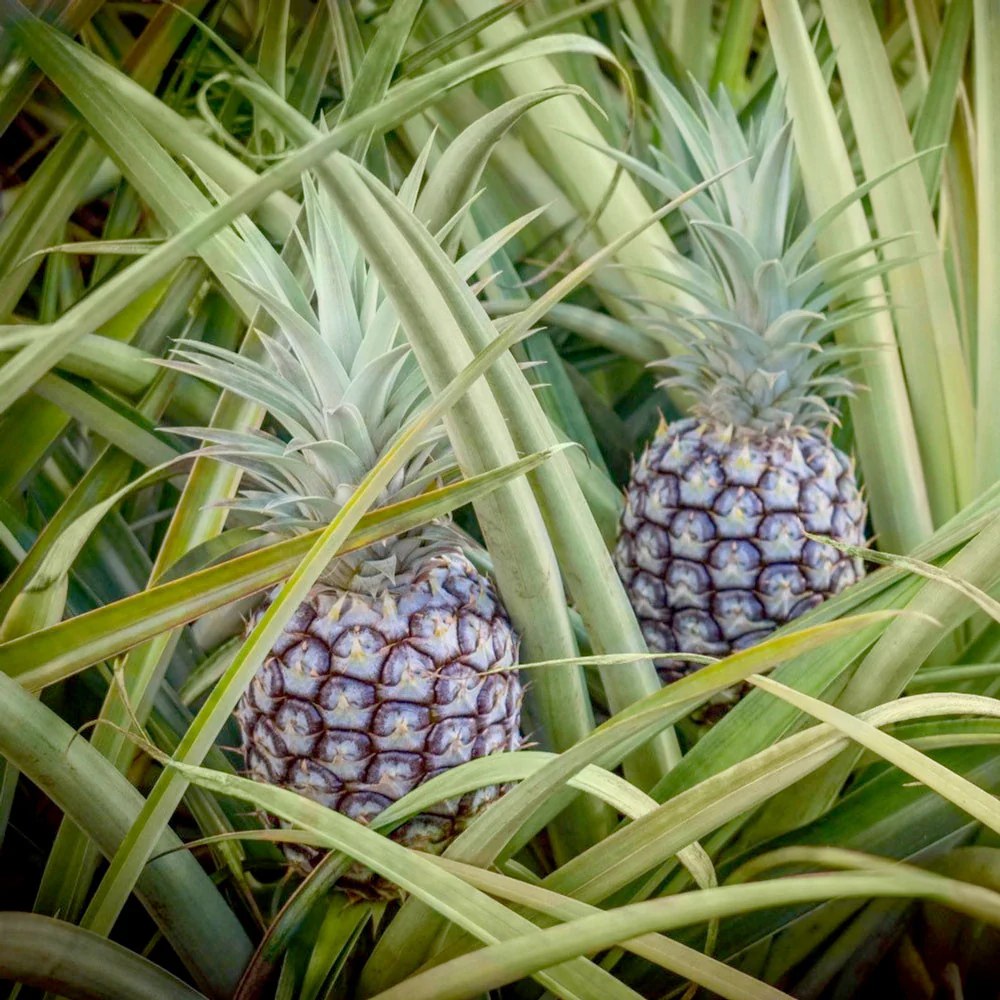 White Jade Pineapple - Image 3