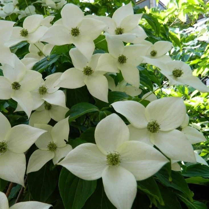 White Kousa Dogwood Tree - Image 2