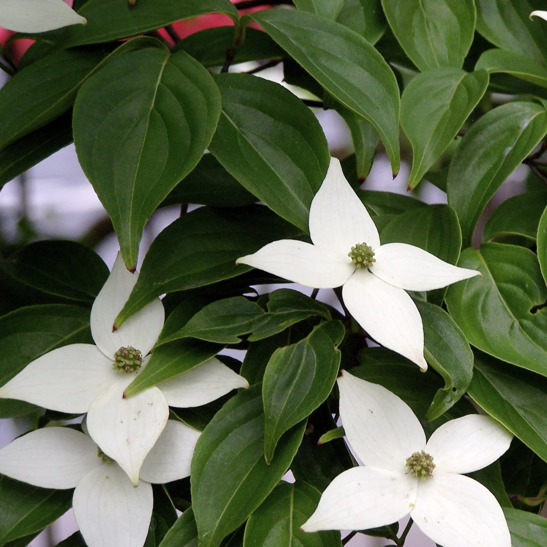 White Kousa Dogwood Tree - Image 3