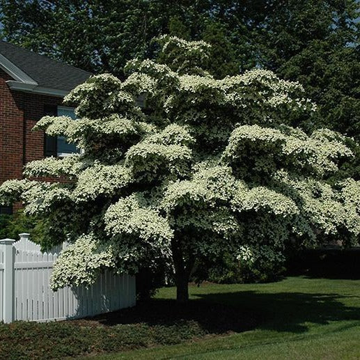 White Kousa Dogwood Tree - Image 4