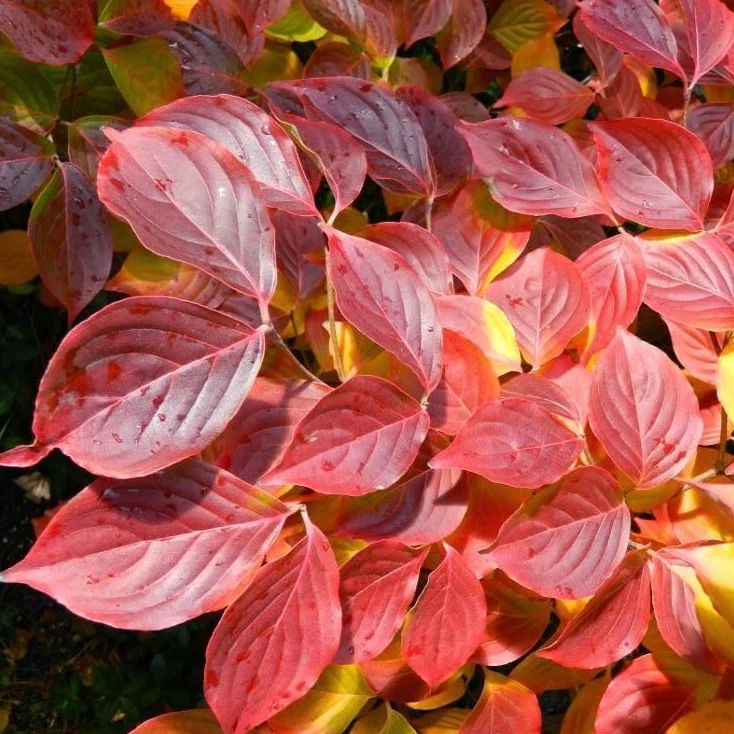 White Kousa Dogwood Tree - Image 5