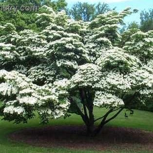 White Kousa Dogwood Tree - Image 7