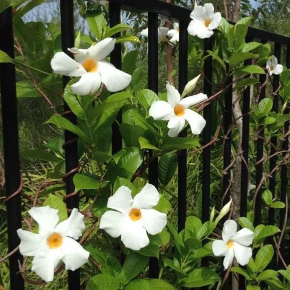 White Mandevilla Vine - Image 3