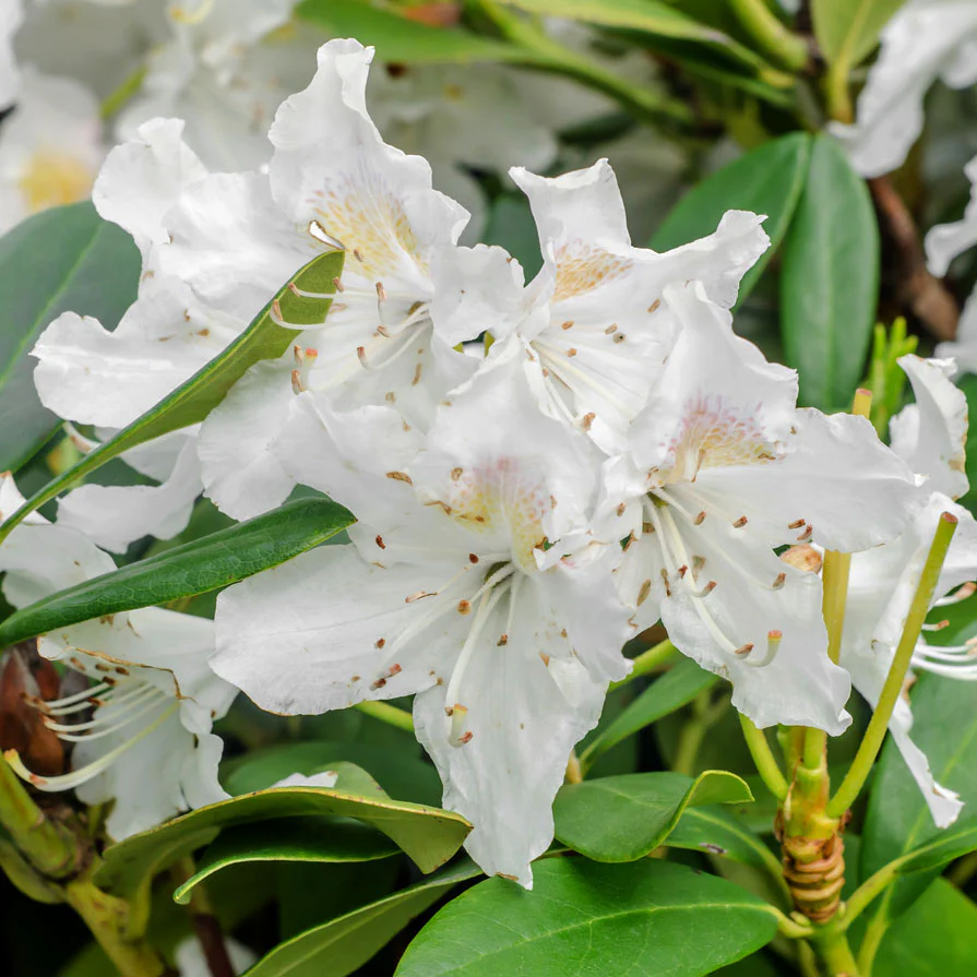White Rhododendron - Image 2