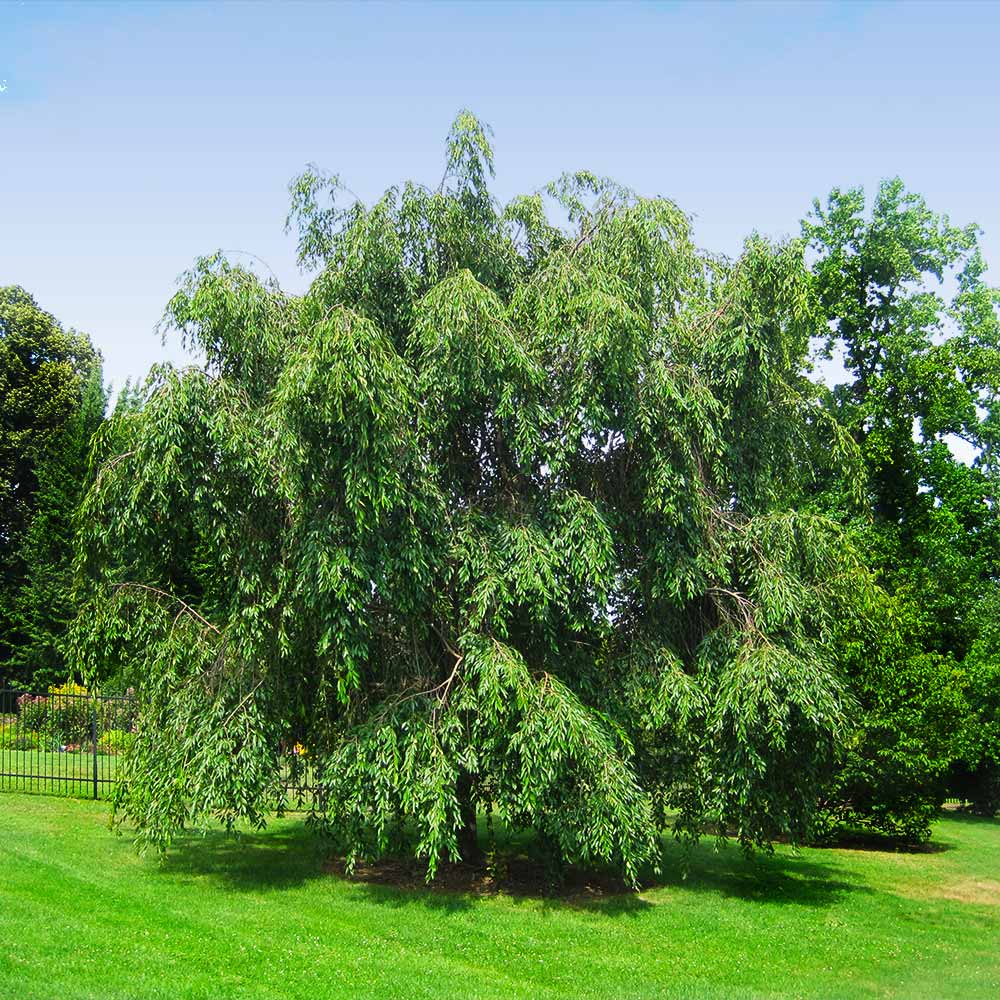 White Weeping Cherry Tree - Image 3
