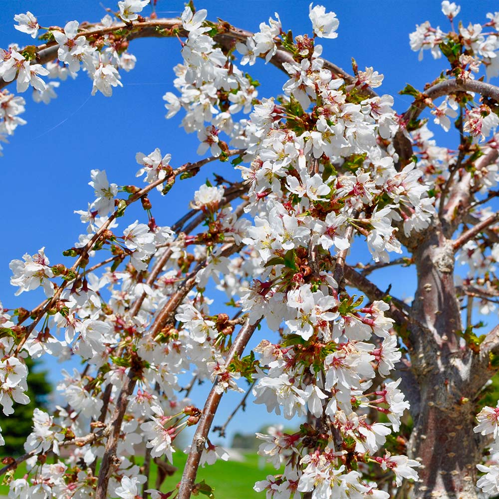 White Weeping Cherry Tree - Image 4