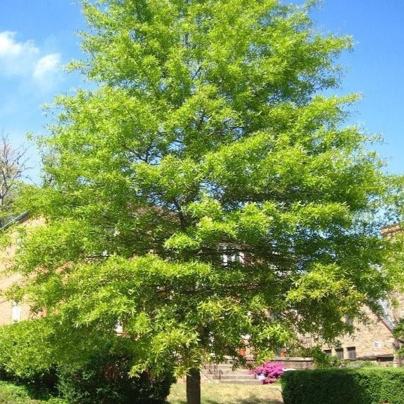 Willow Oak - Image 3