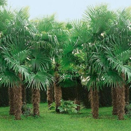 Windmill Palm Tree - Image 5