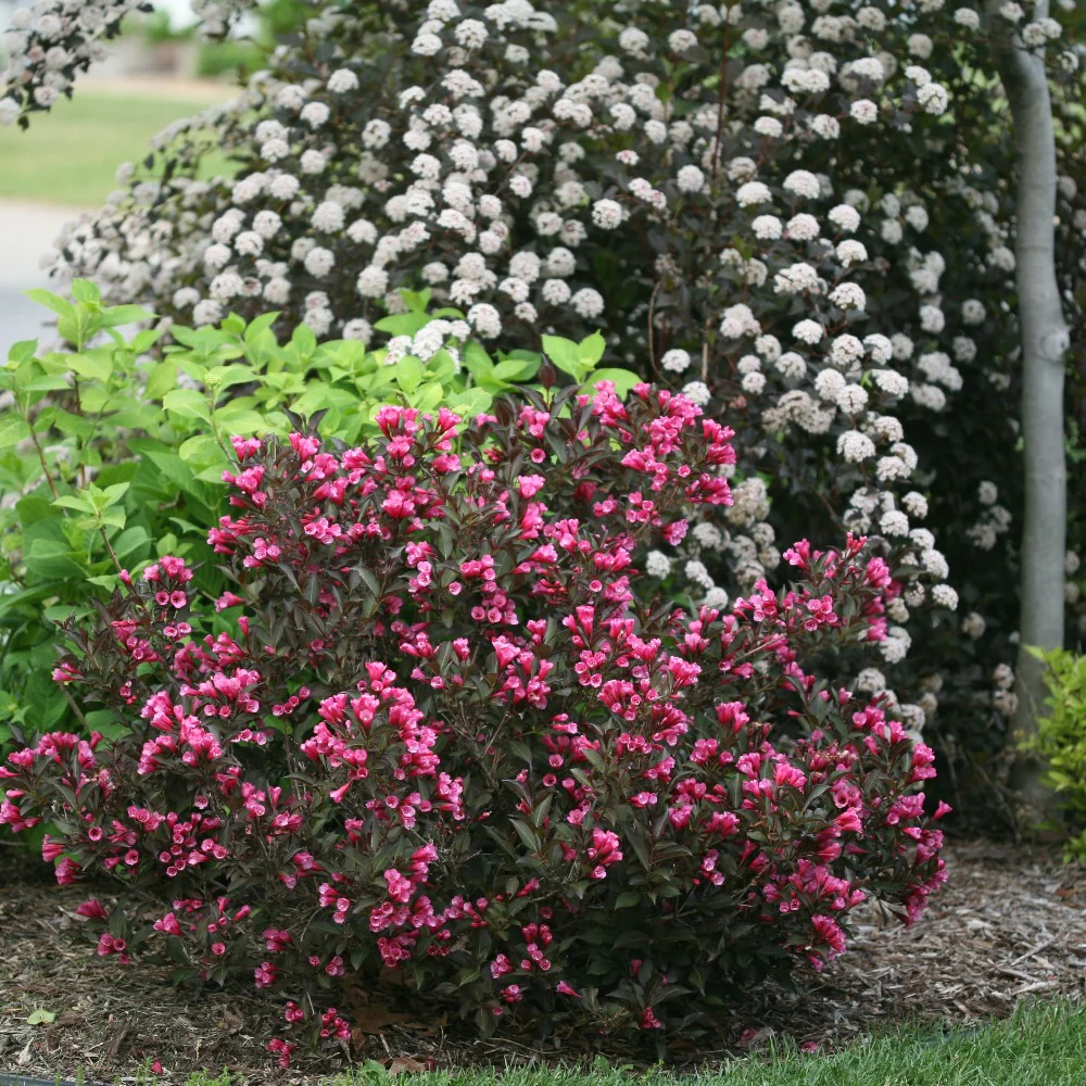 Wine & Roses® Weigela - Image 3