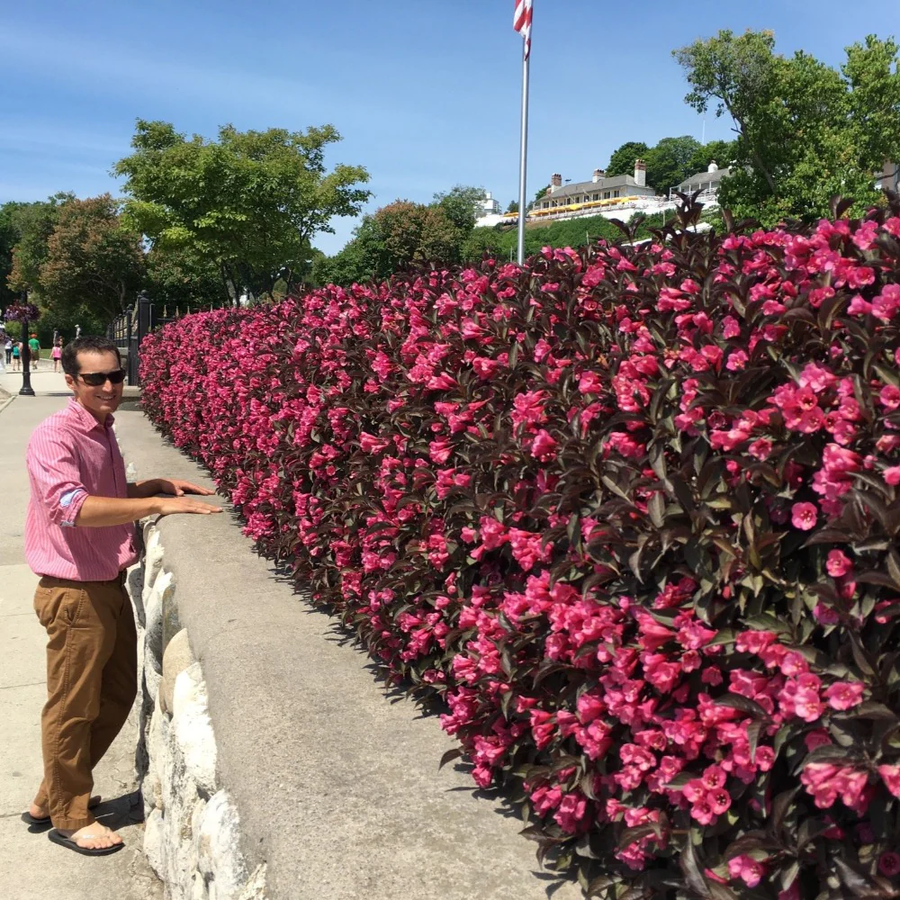 Wine & Roses® Weigela - Image 4