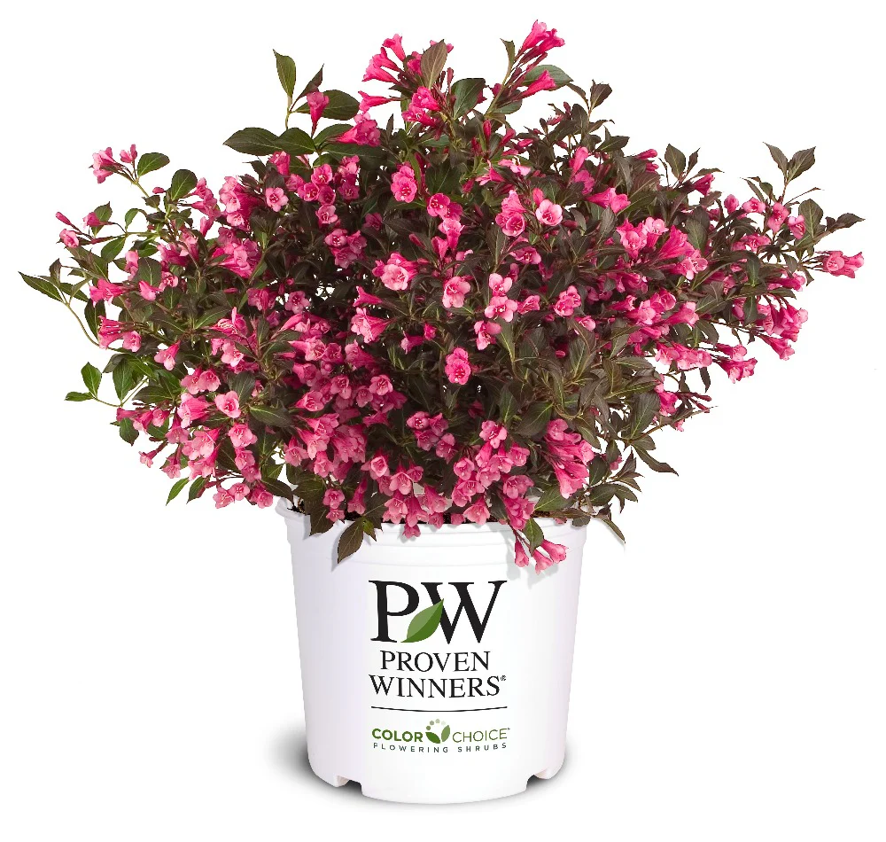 Wine & Roses® Weigela - Image 5